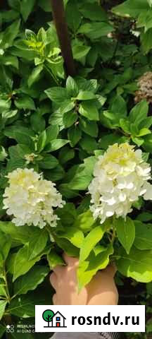 Метельчатые гортензии Махачкала - изображение 1