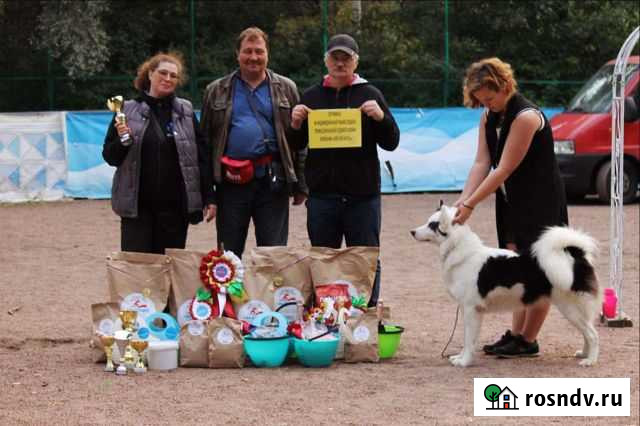 Хендлер Гатчина - изображение 1