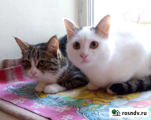 Отдам котят Вольск - изображение 1