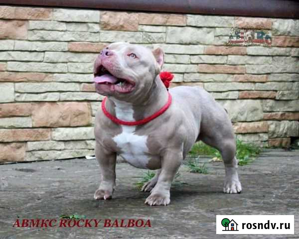 Предлагается для вязок Кобель Американского Булли Серпухов - изображение 1