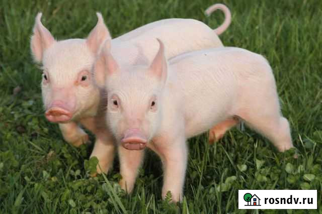 Поросята 3м Языково - изображение 1