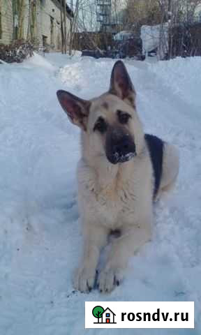 Восточноевропейская овчарка Алатырь - изображение 1