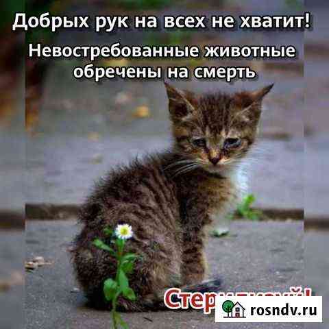 Кошка Краснодар