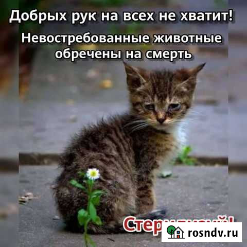 Кошка Краснодар - изображение 1