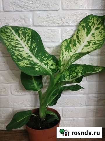 Диффенбахия Марс Чапаевск - изображение 1