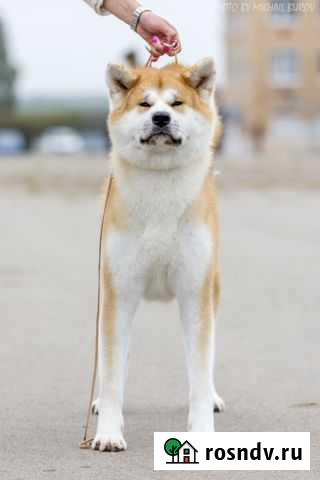 Акита Ину кобель для вязки Калуга - изображение 1