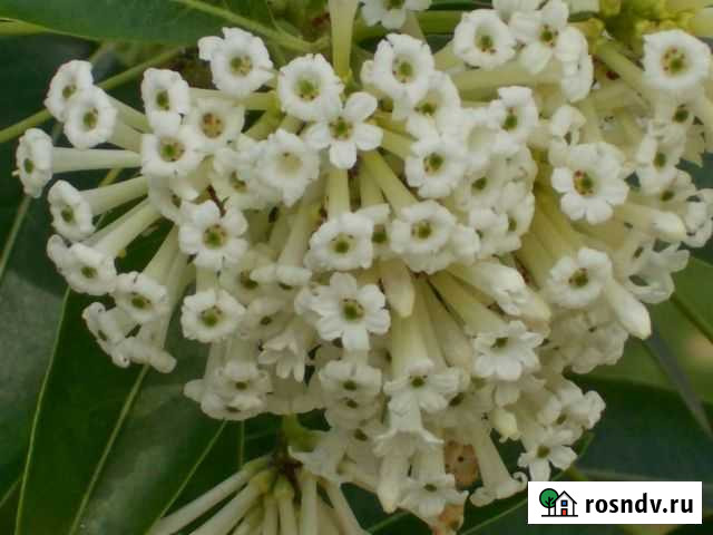 Цеструм белый (Ночной жасмин) Владикавказ - изображение 1