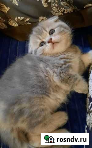 Шотландская вислоухая Саратов - изображение 1