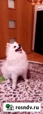 Шпиц вязка Липецк - изображение 1