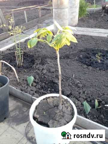 Маньчжурский орех Красноярск - изображение 1