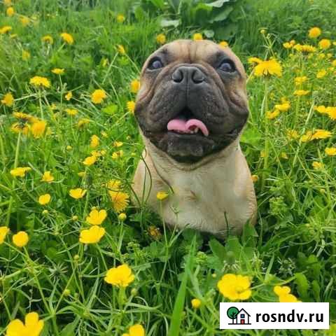 Французский бульдог кабель вязка Смоленск - изображение 1