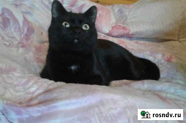 Кася Владимир - изображение 1