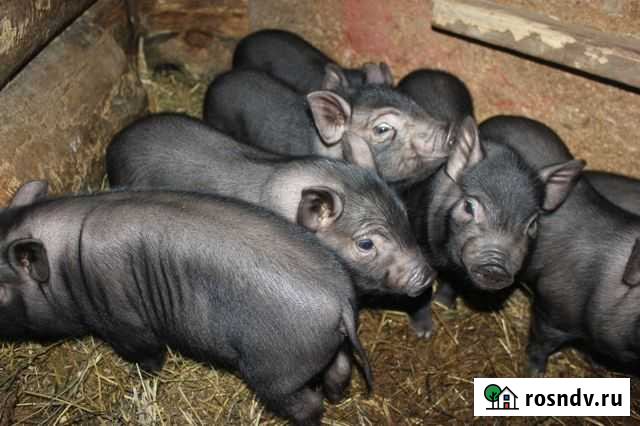 Поросята Курчатов - изображение 1