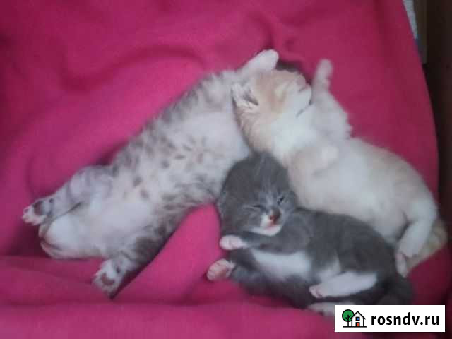 Котята 1,5мес Набережные Челны - изображение 1