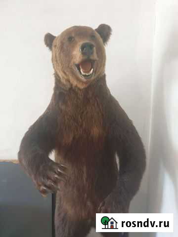 Чучела животных и птиц Култаево - изображение 1