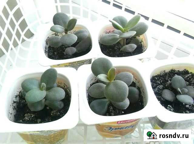 Толстянка (Денежное дерево) Новосибирск - изображение 1