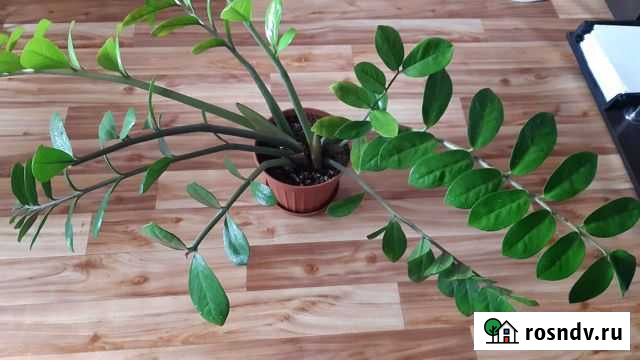 Комнатные цветы Белгород - изображение 1