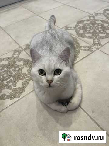 Шотландский кот вязка Благовещенск - изображение 1