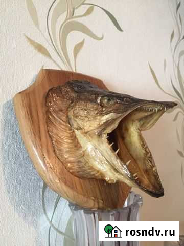 Чучело щуки Петрозаводск - изображение 1