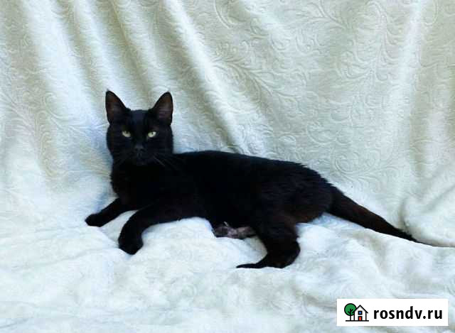 Тори ищет дом Калининград - изображение 1