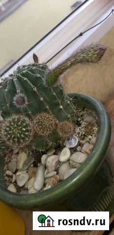 Кактус Раменское - изображение 1