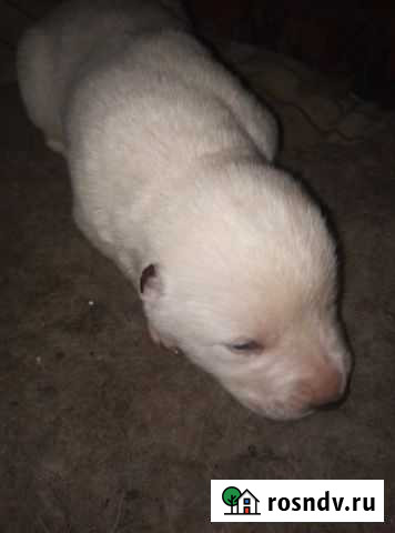 Щенки алабайчики Улан-Удэ - изображение 1