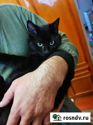 Кот в добрые руки Добринка - изображение 1