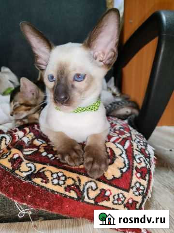 Сиамчики Ижевск - изображение 1