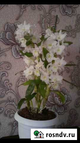 Дендробиум (детки) Бирск - изображение 1