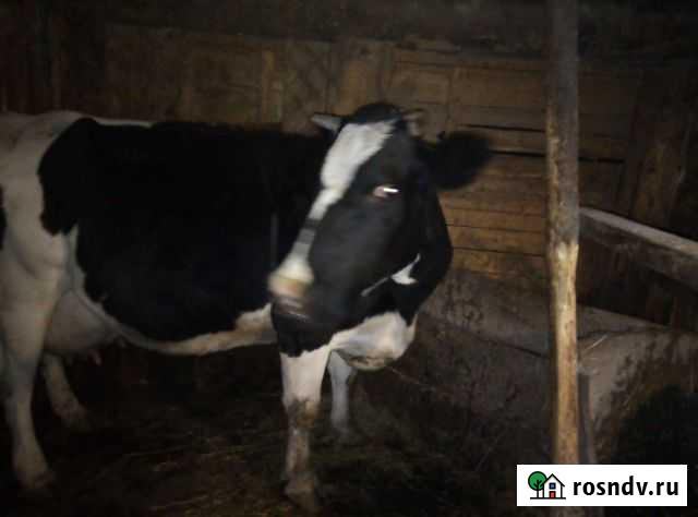 Коровы дойные молочные Альметьевск - изображение 1