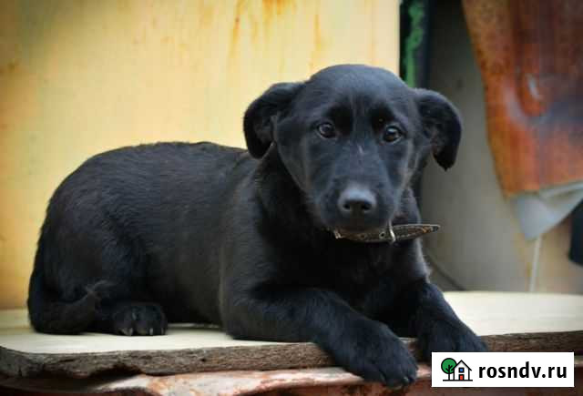 Щенки подрощенные Белгород - изображение 1