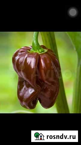 Семена супер острого перца Хабанеро Шоколад и др Нальчик - изображение 1