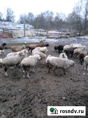 Овцы, Дагестан, Калмыкия Красноармейск - изображение 1