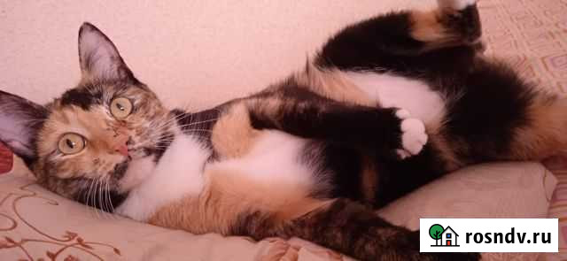 Ласковая молодая кошечка в добрые руки Раменское - изображение 1