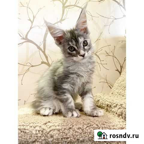 Котята мейн-кун Калуга - изображение 1