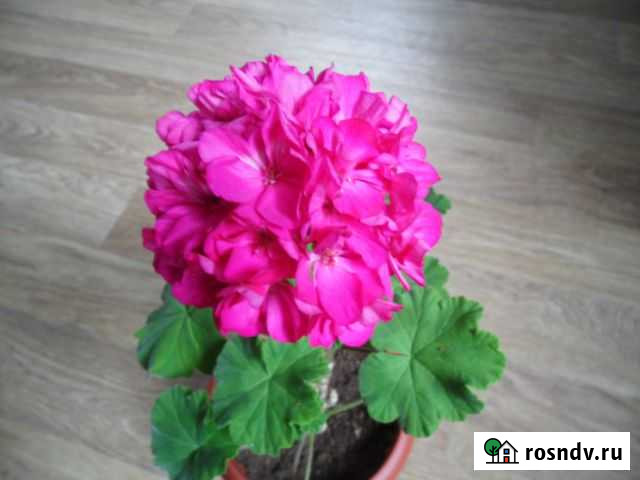 Пеларгония Чебоксары - изображение 1