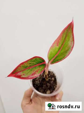 Аглаонема Крит Тверь - изображение 1