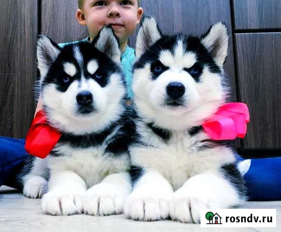 Хаски шикарные щенки + вязка (женихи) Череповец - изображение 1