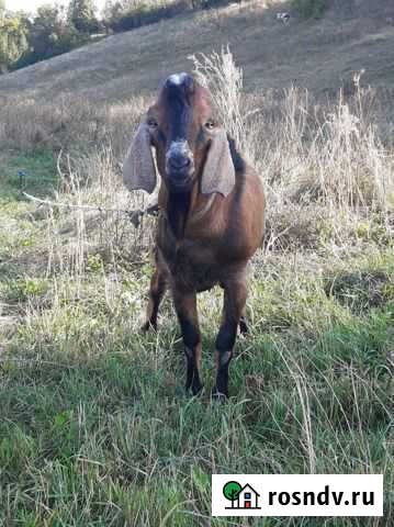 Козёл нубиец Курск - изображение 1
