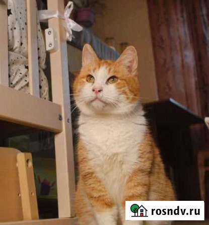 Котик босс ищет дом Тула - изображение 1