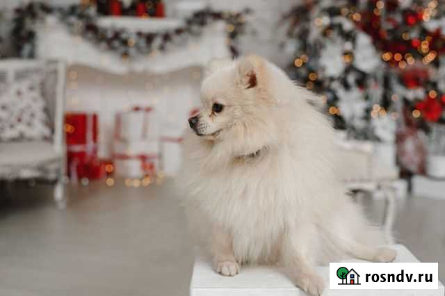 Шпиц.Вязка Воронеж - изображение 1