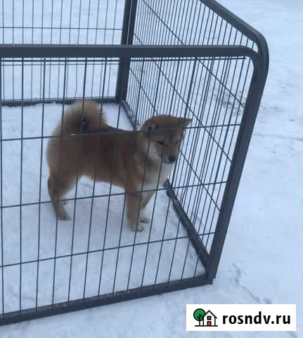 Щенки сиба ину (шиба ину) Тверь - изображение 1
