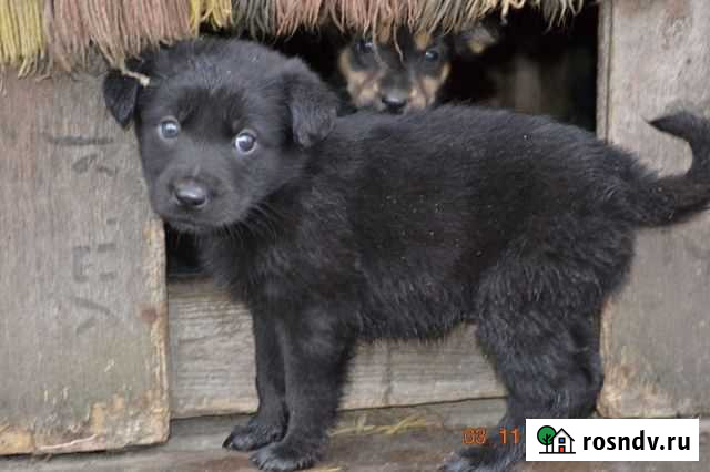 Щенки в дар Брянск - изображение 1