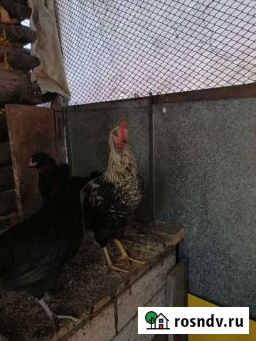 Куры петухи Новоалтайск - изображение 1