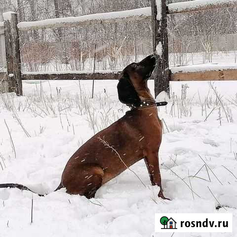 Яркая девочка баварская гончая Тамбов - изображение 1