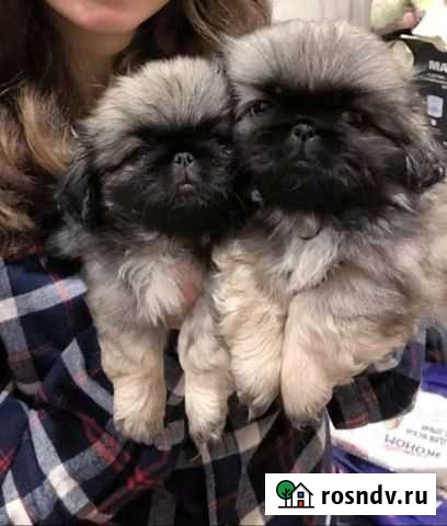 Щенки пекинеса Кингисепп - изображение 1