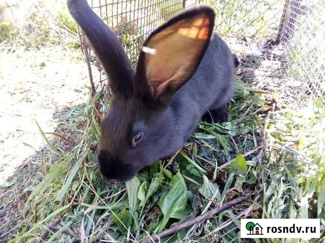 Волонтер девушка Тальменка - изображение 1