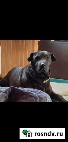 Метиска шарпея Новороссийск - изображение 1