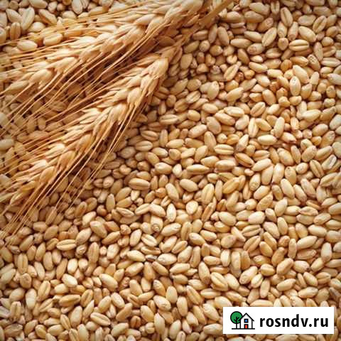 Ячмень пщеница кукуруза Шахты - изображение 1