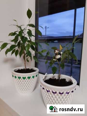 Комнатные растения Брюховецкая - изображение 1